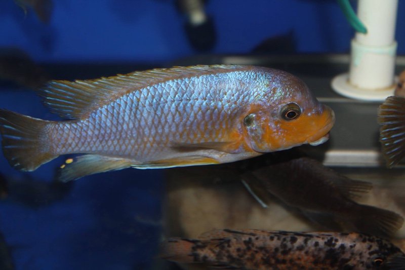Petrotilapia palingnathos 'Chizumulu Island'